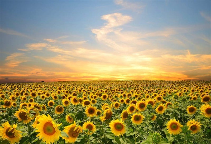 LFEEY 7x5ft Vinyl Sunflowers Field Backdrops for Photography Background Summer Landscape Sunset Blue Sky Outdoor Holiday Party Backdrop Children Adults Portraits Photo Studio - Image 1